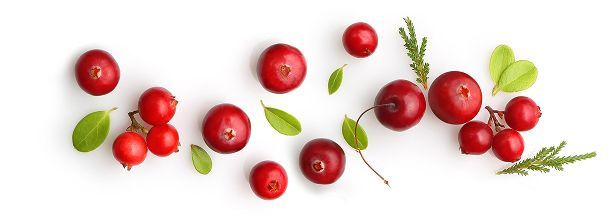 Einzelne Cranberrys auf weißem Hintergrund